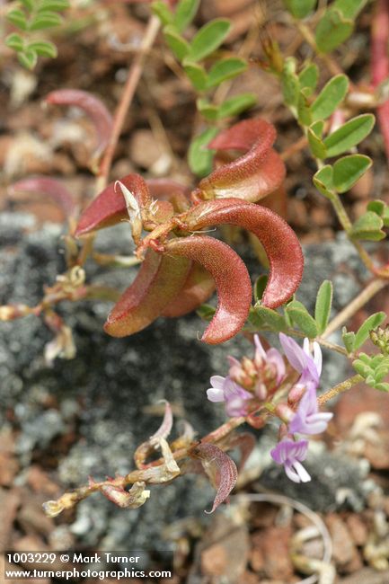 Astragalus diaphanus