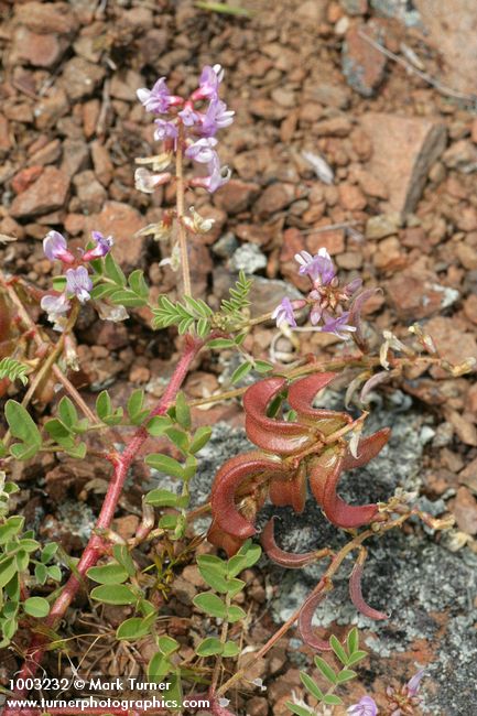 Astragalus diaphanus