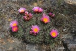 Hedgehog Cactus