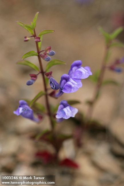Scutellaria angustifolia