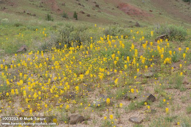 Cleome platycarpa; Chaenactis nevii