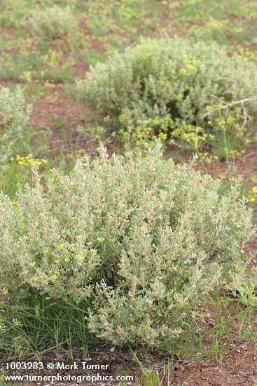 Atriplex confertifolia