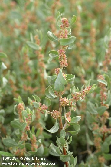Atriplex confertifolia
