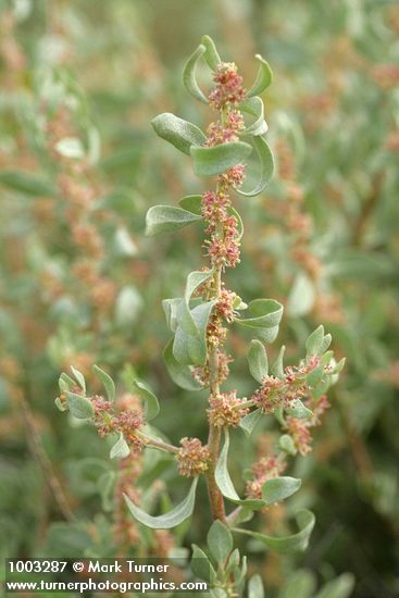 Atriplex confertifolia