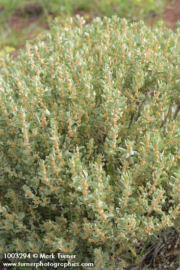 Atriplex confertifolia