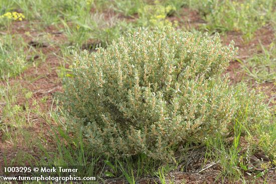 Atriplex confertifolia