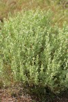 Shadscale (Spiny Saltbush) (female)