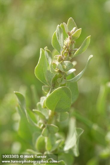 Atriplex confertifolia