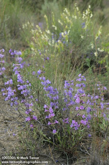 Penstemon eriantherus var. argillosus