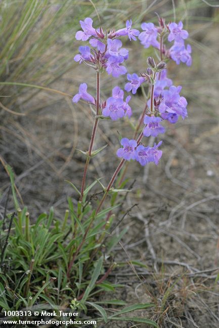 Penstemon eriantherus var. argillosus