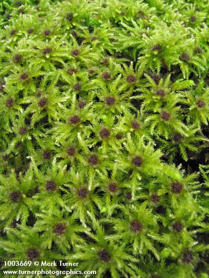 Leucolepis menziesii (Leucolepis acanthoneuron)