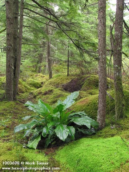 Lysichiton americanus