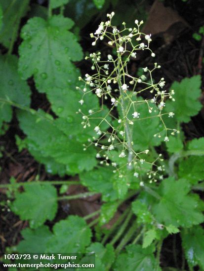 Tiarella trifoliata