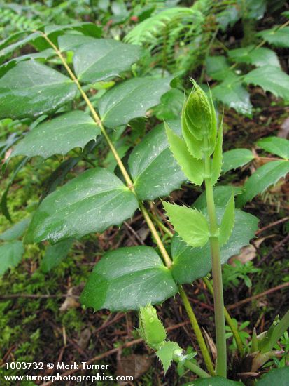Mahonia nervosa