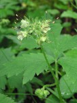 Pacific Waterleaf