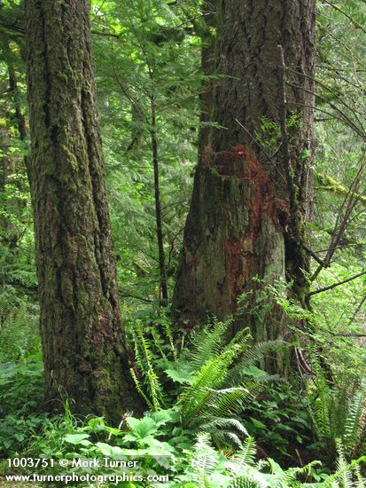 Pseudotsuga menziesii