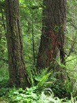 Douglas-firs w/ Sword Ferns at base
