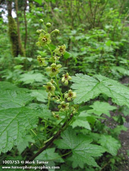 Ribes bracteosum