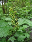 Stink Currant blossoms & foliage