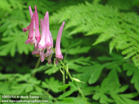 Corydalis scouleri