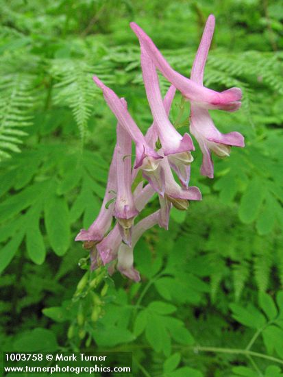 Corydalis scouleri