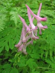 Scouler's Corydalis blossoms