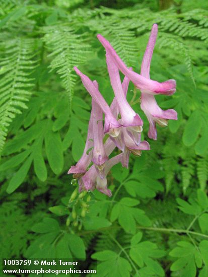 Corydalis scouleri