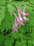 Scouler's Corydalis blossoms