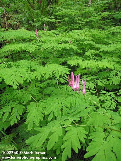 Corydalis scouleri