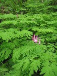 Scouler's Corydalis