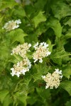 European Cranberrybush blossoms & foliage