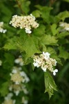 European Cranberrybush blossoms & foliage