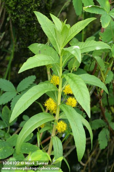 Lysimachia thyrsiflora