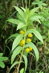 Tufted Loosestrife