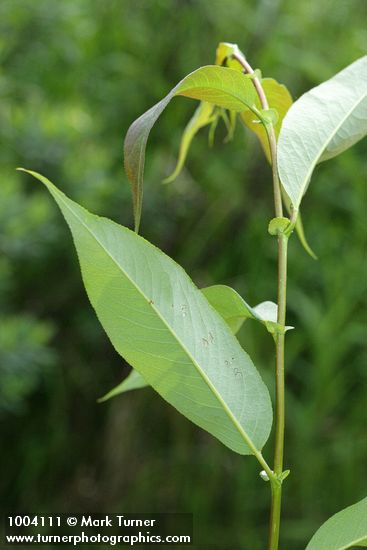 Salix lasiandra var. lasiandra