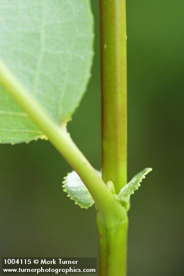 Salix lasiandra var. lasiandra
