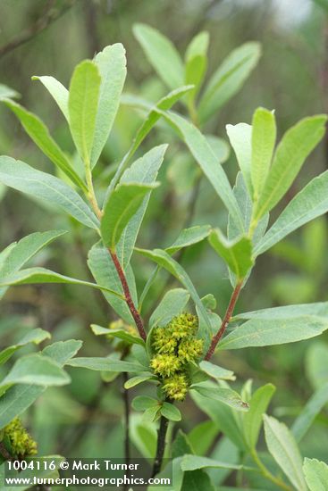 Myrica gale