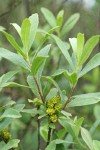 Sweet Gale foliage & immature fruit