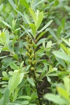 Sweet Gale foliage & immature fruit
