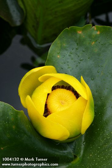 Nuphar polysepala