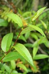 Pacific Willow foliage