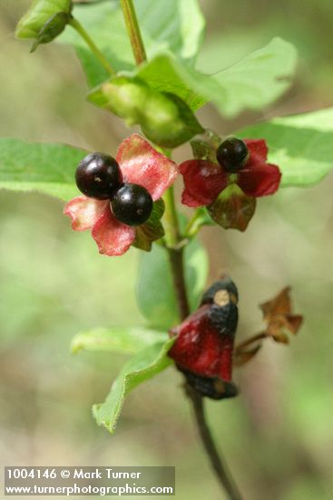 Lonicera involucrata