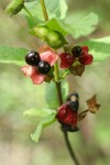 Black Twinberry fruit detail