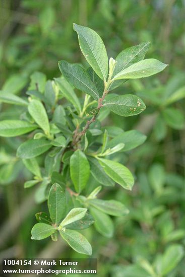 Salix hookeriana