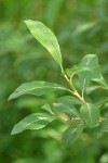 Hooker's Willow foliage