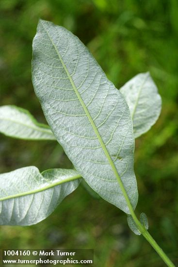 Salix hookeriana