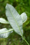 Hooker's Willow foliage reverse