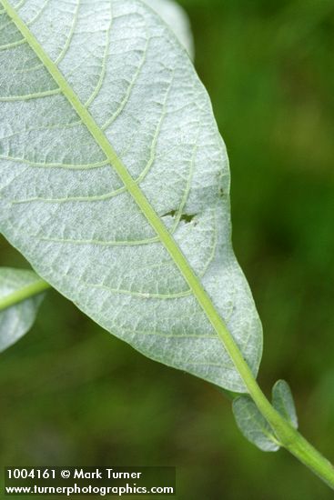 Salix hookeriana