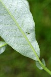 Hooker's Willow foliage reverse detail