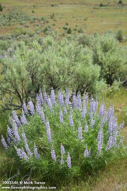 Lupinus caudatus; Artemisia tridentata